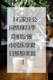 石家庄公园绣球月季竞相绽放 市民乐享夏日缤纷美景