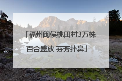 福州闽侯桃田村3万株百合盛放 芬芳扑鼻