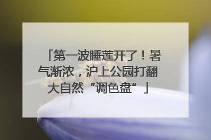 第一波睡莲开了！暑气渐浓，沪上公园打翻大自然“调色盘”