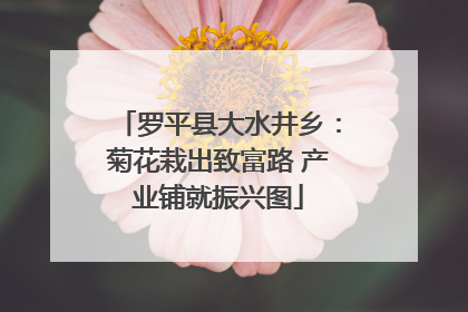 罗平县大水井乡：菊花栽出致富路 产业铺就振兴图