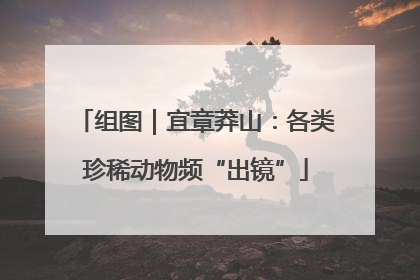 组图｜宜章莽山：各类珍稀动物频“出镜”