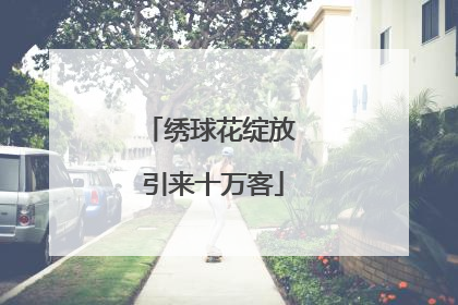 绣球花绽放 引来十万客