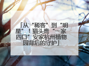 从“稀客”到“明星”！猫头鹰“一家四口”安家杭州植物园背后的守护
