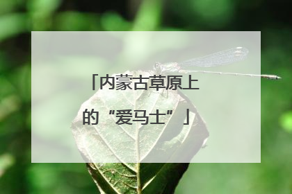 内蒙古草原上的“爱马士”