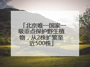 北京唯一国家一级重点保护野生植物，从2株扩繁至近500株