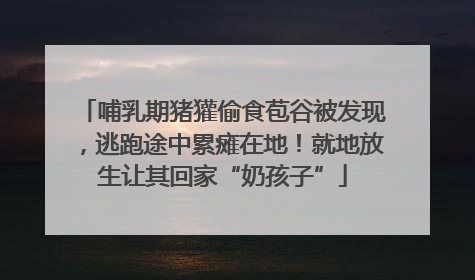 哺乳期猪獾偷食苞谷被发现，逃跑途中累瘫在地！就地放生让其回家“奶孩子”