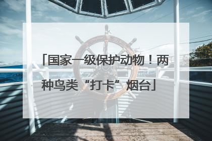 国家一级保护动物！两种鸟类“打卡”烟台