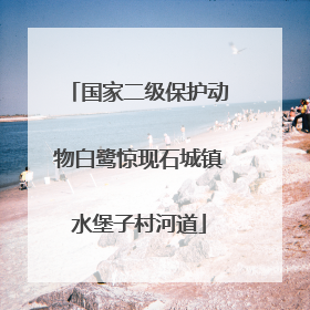 国家二级保护动物白鹭惊现石城镇水堡子村河道