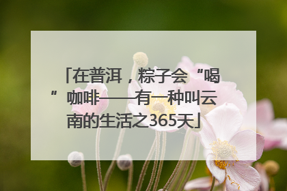 在普洱，粽子会“喝”咖啡——有一种叫云南的生活之365天