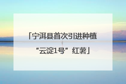 宁洱县首次引进种植“云淀1号”红薯