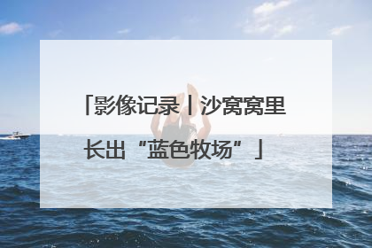 影像记录丨沙窝窝里长出“蓝色牧场”