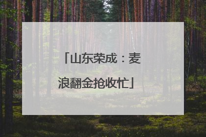 山东荣成：麦浪翻金抢收忙
