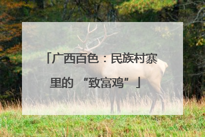 广西百色：民族村寨里的 “致富鸡”