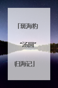 斑海豹“汤圆”归海记