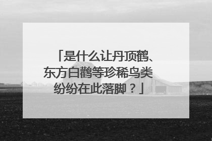 是什么让丹顶鹤、东方白鹳等珍稀鸟类纷纷在此落脚？