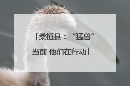 桑植县：“猛兽”当前 他们在行动