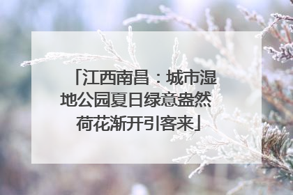 江西南昌：城市湿地公园夏日绿意盎然 荷花渐开引客来