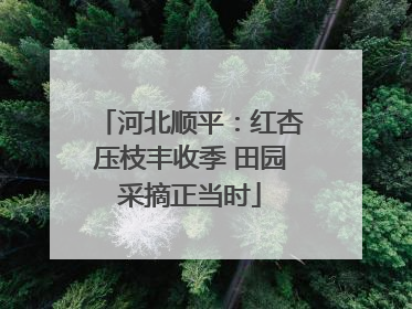 河北顺平：红杏压枝丰收季 田园采摘正当时