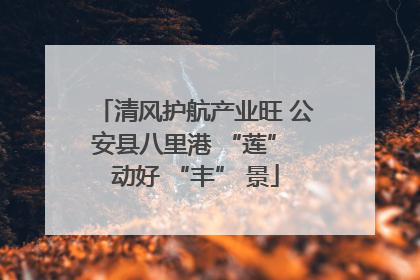 清风护航产业旺 公安县八里港 “莲” 动好 “丰” 景