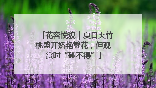 花容悦貌｜夏日夹竹桃盛开娇艳繁花，但观赏时“碰不得”