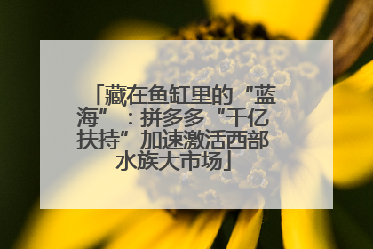 藏在鱼缸里的“蓝海”：拼多多“千亿扶持”加速激活西部水族大市场