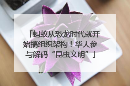 蚂蚁从恐龙时代就开始搞组织架构！华大参与解码“昆虫文明”