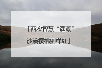 西农智慧“灌溉” 沙漠樱桃别样红
