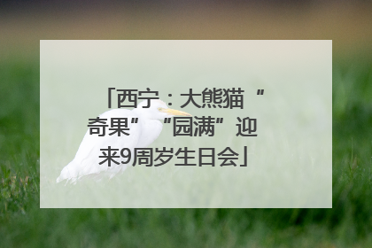 西宁：大熊猫“奇果”“园满”迎来9周岁生日会