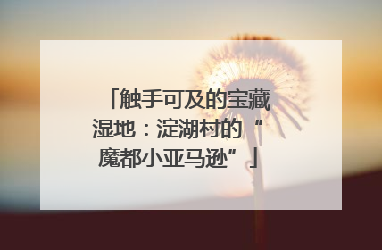 触手可及的宝藏湿地：淀湖村的“魔都小亚马逊”