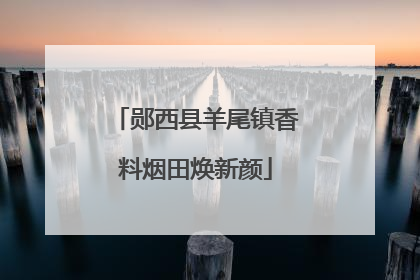 郧西县羊尾镇香料烟田焕新颜