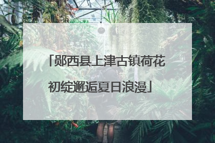 郧西县上津古镇荷花初绽邂逅夏日浪漫