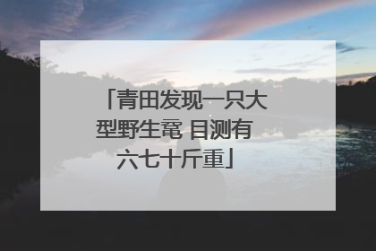 青田发现一只大型野生鼋 目测有六七十斤重