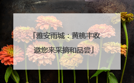雅安雨城：黄桃丰收 邀您来采摘和品尝