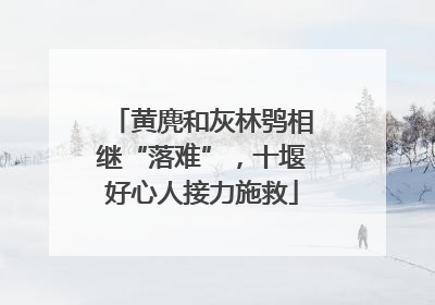 黄麂和灰林鸮相继“落难”，十堰好心人接力施救