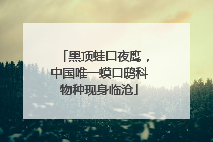 黑顶蛙口夜鹰，中国唯一蟆口鸱科物种现身临沧