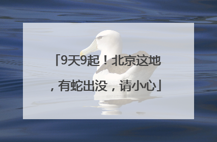 9天9起！北京这地，有蛇出没，请小心
